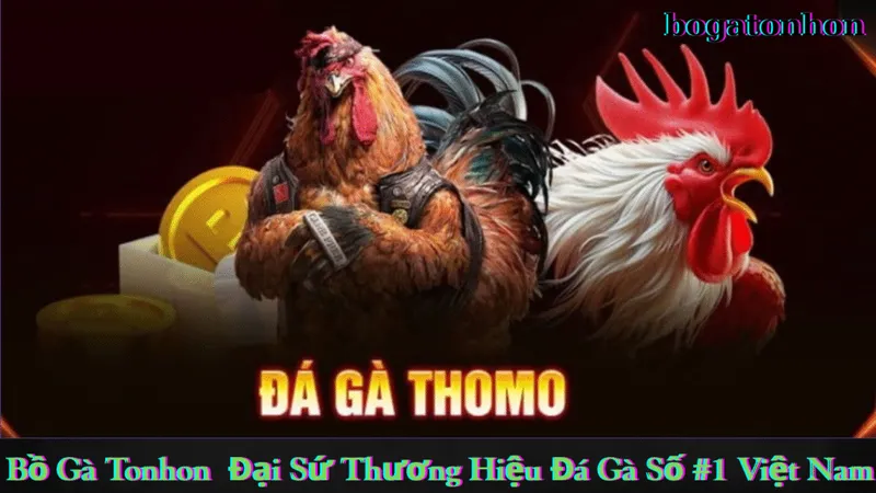 Bí quyết tham gia cược tại bồ gà Tonhon