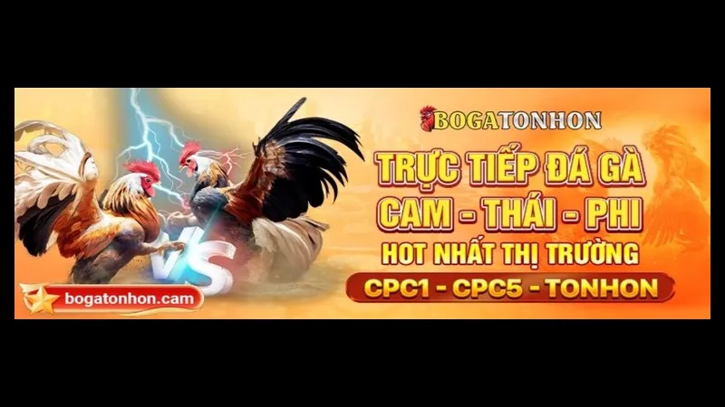 Minh họa cho bồ gà Tonhon trong bài viết - Giới thiệu vềbồ Minh họa cho bồ gà Tonhon trong bài viết - Giới thiệu