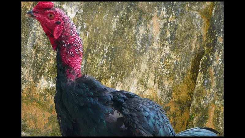 Minh họa cho cổ gà chọi to trong bài viết