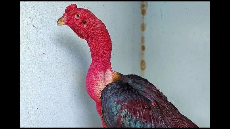 Cách làm cổ gà chọi to qua chế độ dinh dưỡng truyền