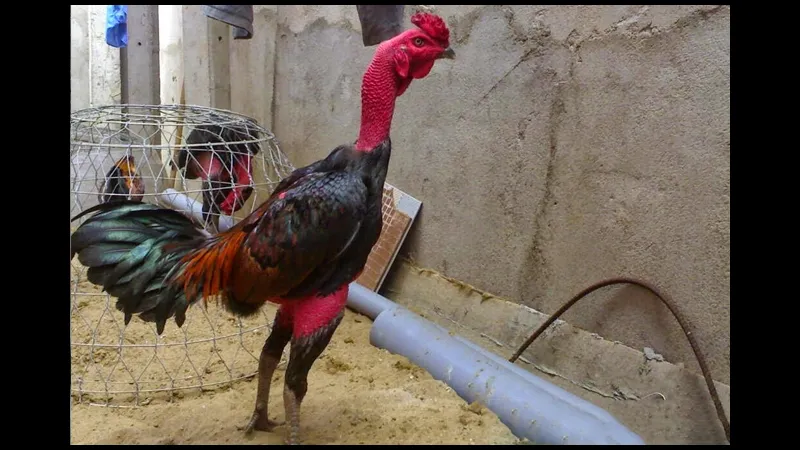 Minh họa cho cổ gà chọi to trong bài viết