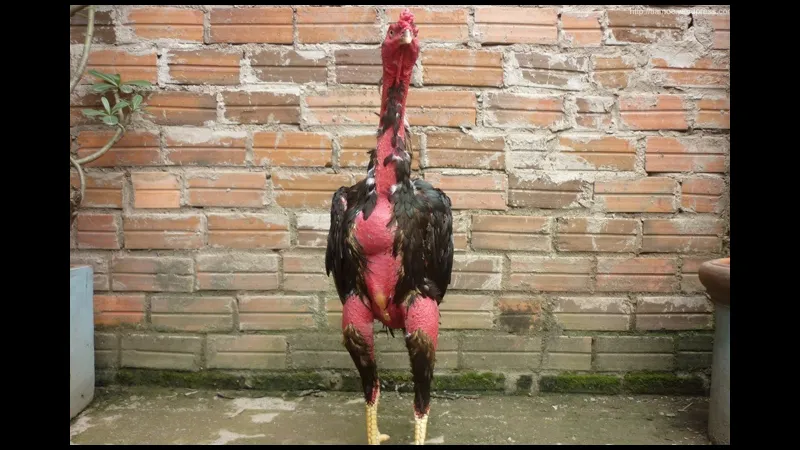 Cổ gà chọi to Tầm quan hiển thị vẻ đẹp và sức