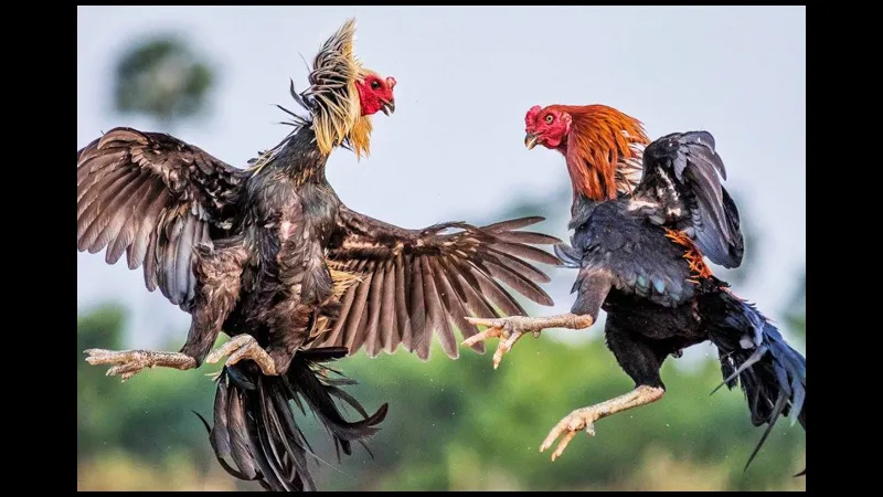 Cổ gà chọi to hiển thị sức mạnh và sự kiêu hãnh