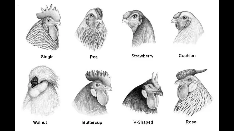 Con gà mồng trà đặc điểm nổi bật với lông màu xanh cây rậm, mỏ Con gà mồng trà đặc điểm nổi bật với lông màu xanh