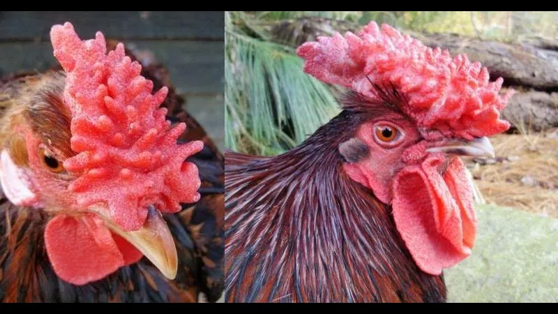 Gà mồng trà đang thi đấu sôi nổi trên sân cỏ, thể hiện khả năng Gà mồng trà đang thi đấu sôi nổi trên sân cỏ, thể