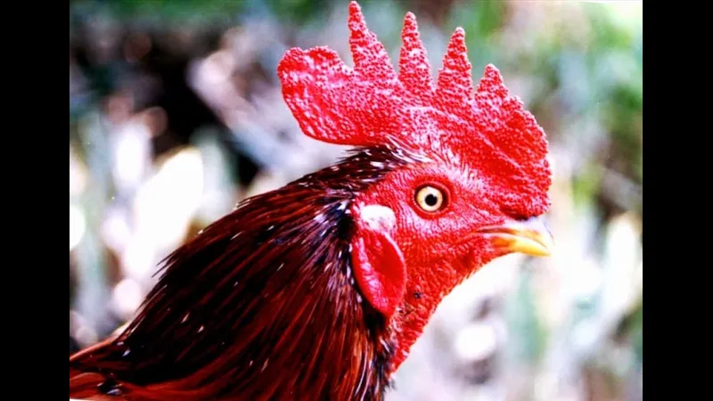 Gà mồng trà chim cảnh có bộ lông màu đặc trưng và đường nét tự Gà mồng trà chim cảnh có bộ lông màu đặc trưng và