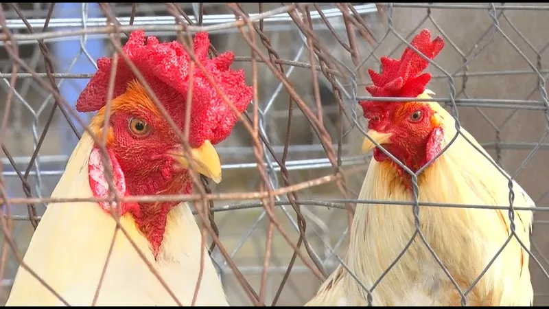 Gà mồng trà với bộ lông màu vàng cam rực rỡ, chụp gần để thấy Gà mồng trà với bộ lông màu vàng cam rực rỡ, chụp