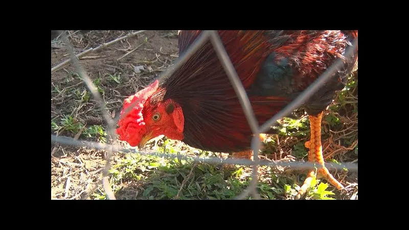 Minh họa cho gà mồng trà trong bài viết Minh họa cho gà mồng trà trong bài viết