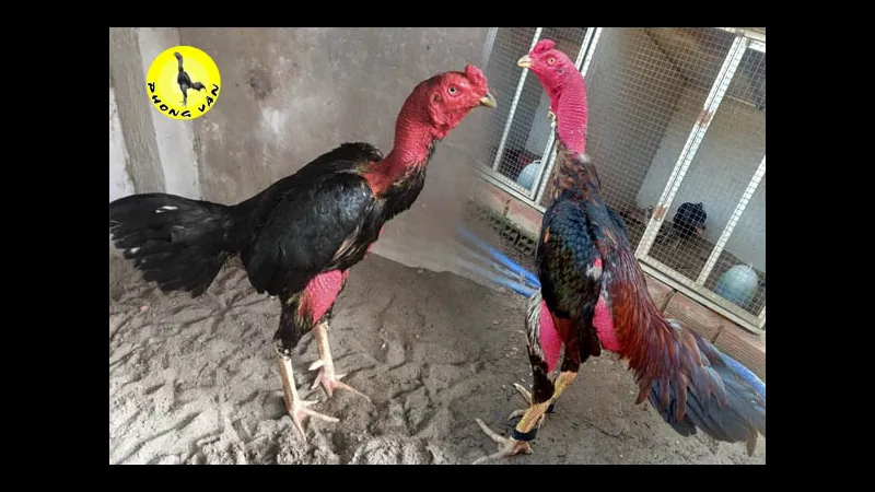 Kỹ thuật lai tạo gà chọi training session photo