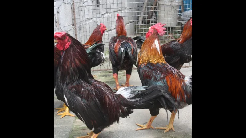 Cách ghép gà chọi theo kỹ thuật mang lại hiệu quả cao