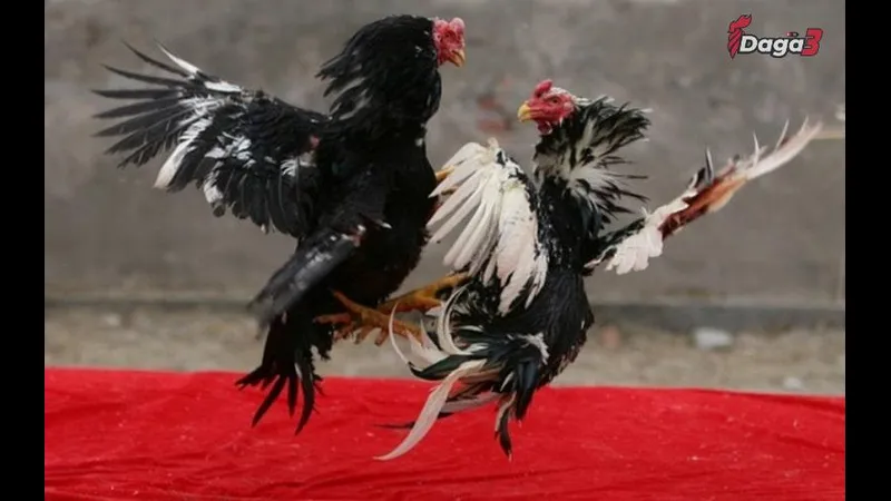 Hình ảnh phối màu lông gà phản ánh sự hoạt bát, năng động Khoảnh khắc phối màu lông gà phản ánh sự hoạt bát, năng