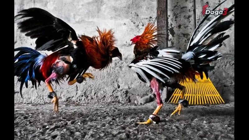 Hình ảnh buổi huấn luyện với màu lông gà Khoảnh khắc buổi huấn luyện với màu lông gà