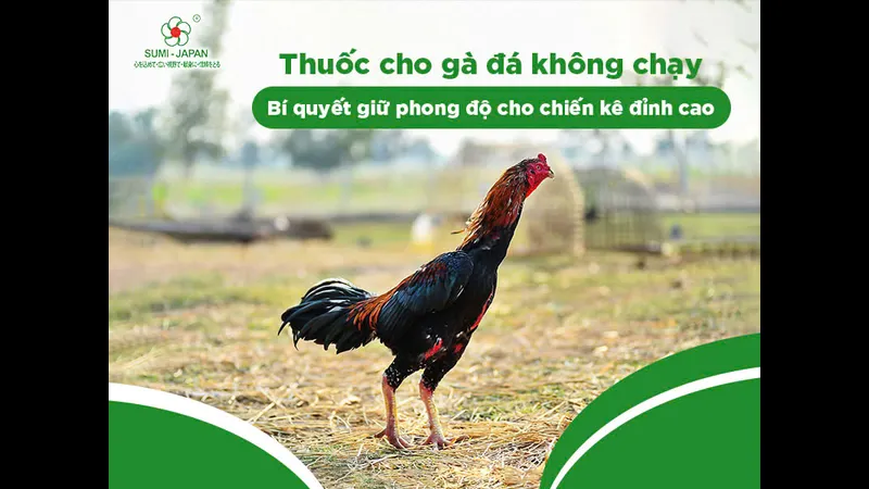 Hộp Vitamin Tổng Hợp - cung cấp dưỡng chất cần thiết cho